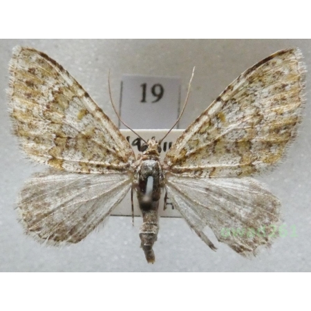 Euphyia frustata (Treitschke, 1828) Czech19